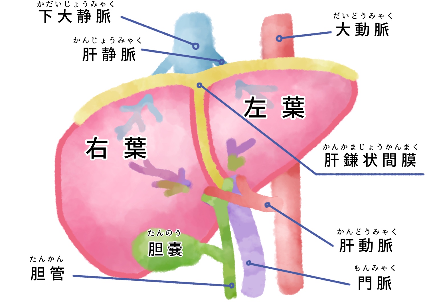 症状 胆嚢 炎 突然の腹痛、もしかして胆嚢炎かも？その原因と症状とは